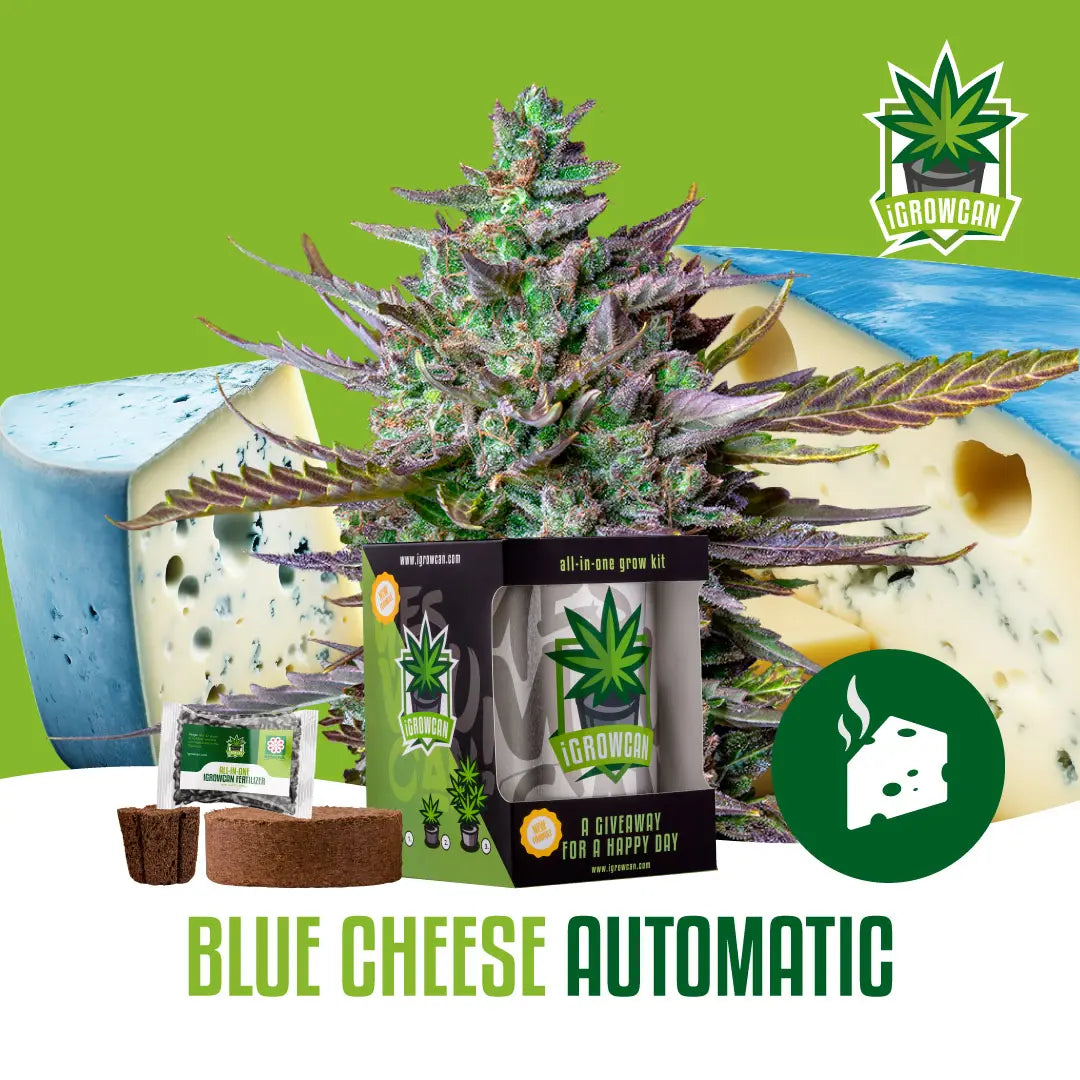 Lata de Auto Cultivo