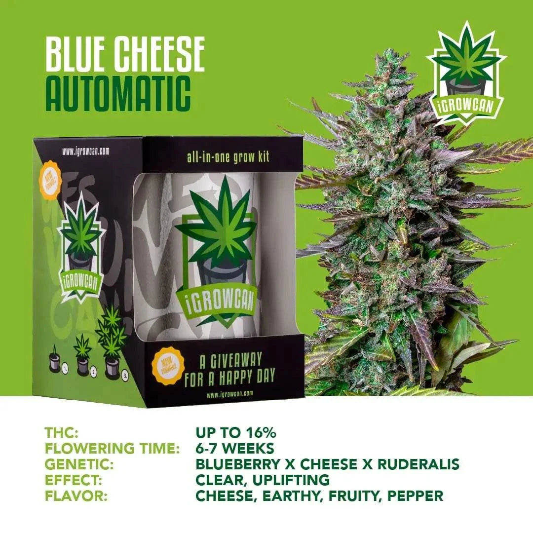 semillas de cannabis Blue Cheese Auto