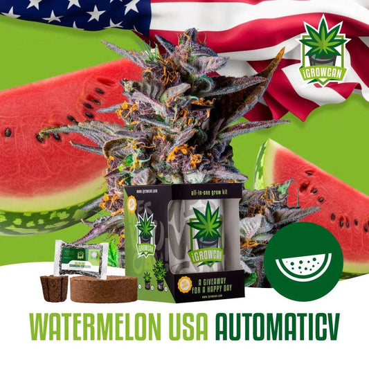 Auto Cultivo WATERMELON USA automatic cannabis grow kit with watermelon flavor and USA flag background