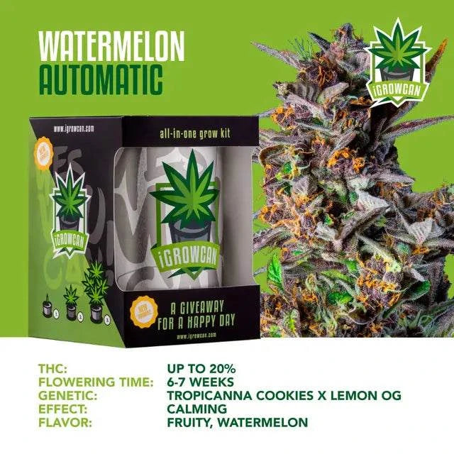 Auto Cultivo WATERMELON USA cannabis plant with high THC and fruity watermelon flavor, fast flowering, ideal for indoor and outdoor growing.
